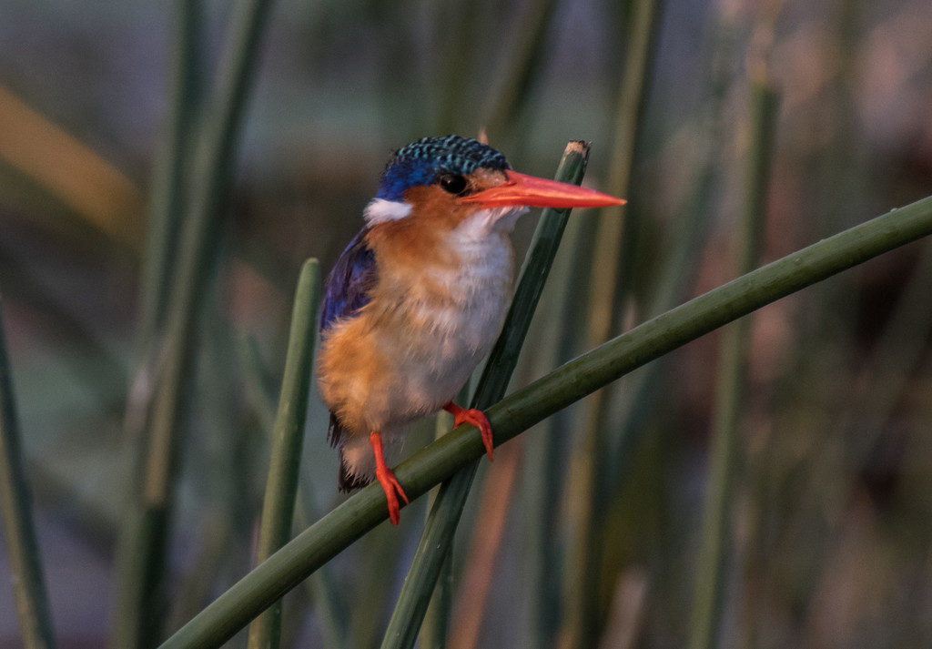 Malachite Kingfisher by peadar