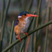 Malachite Kingfisher by peadar