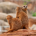 Meerkats  by philbacon