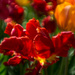 Flaming Tulips by atchoo