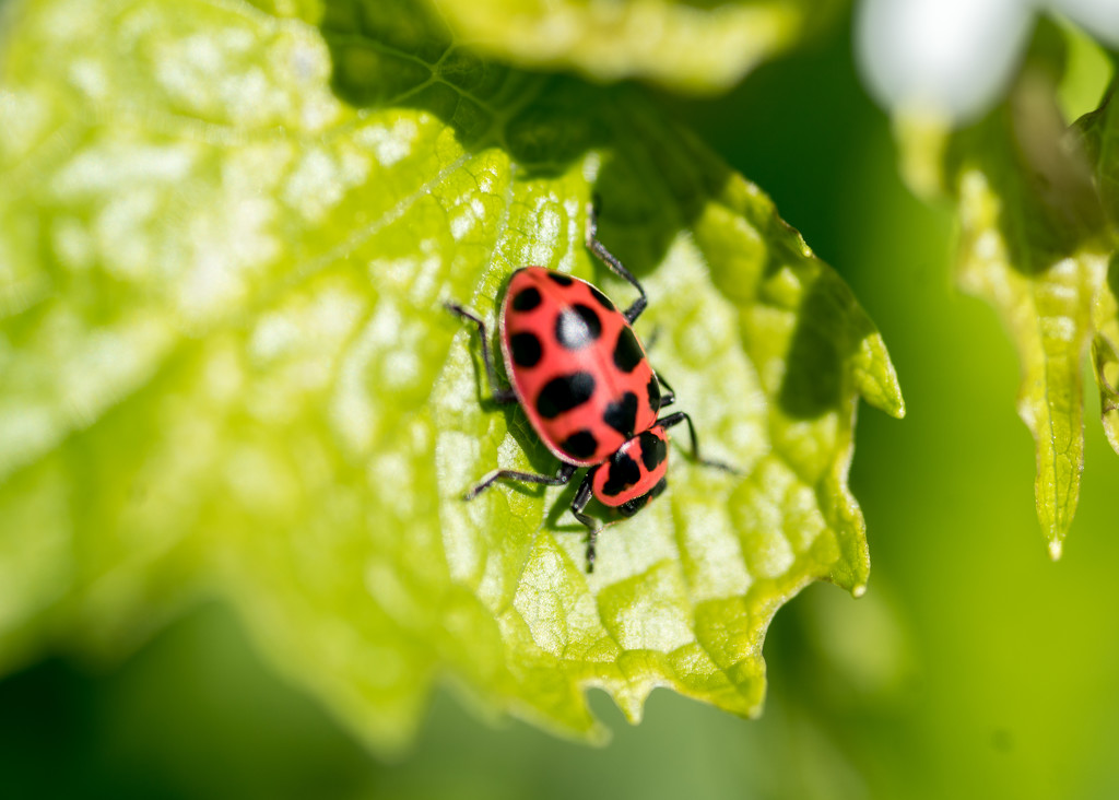 Spotted Pink Lady Beetle  Closeup by rminer