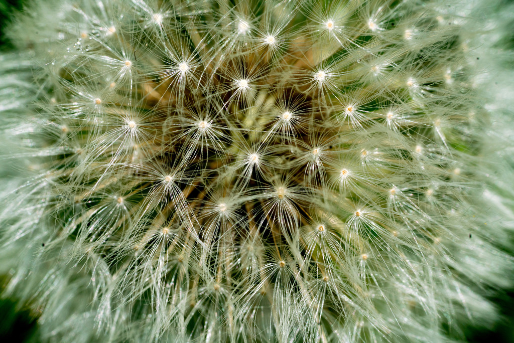 Dandelion Seeds Macro by rminer