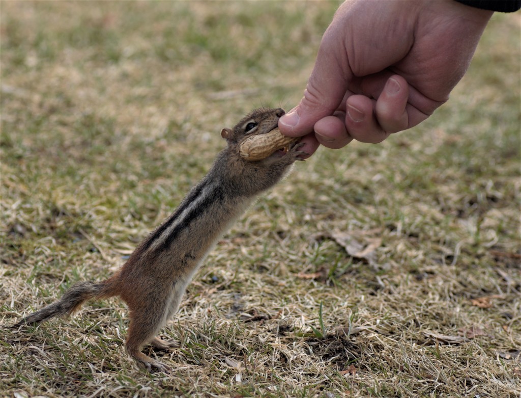Hungry little Chipmunk by radiogirl