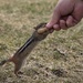 Hungry little Chipmunk by radiogirl
