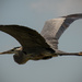 Blue Heron in Flight! by rickster549