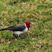 Red Crested Cardinal by jaybutterfield