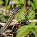 Garter Snake by tosee