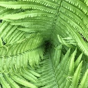 30th Apr 2017 - Ferns are everything. 