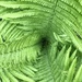 Ferns are everything.  by beckyk365