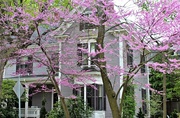 5th May 2017 - Gray House with Redbud
