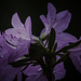 Azaleas in Bloom by skipt07