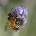 Busy Bee_DSC0023 by merrelyn