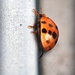 Ladybird by yorkshirekiwi
