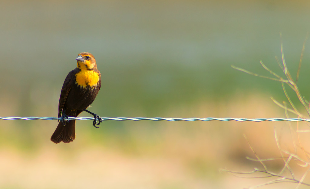 Bird on a Wire by 365karly1