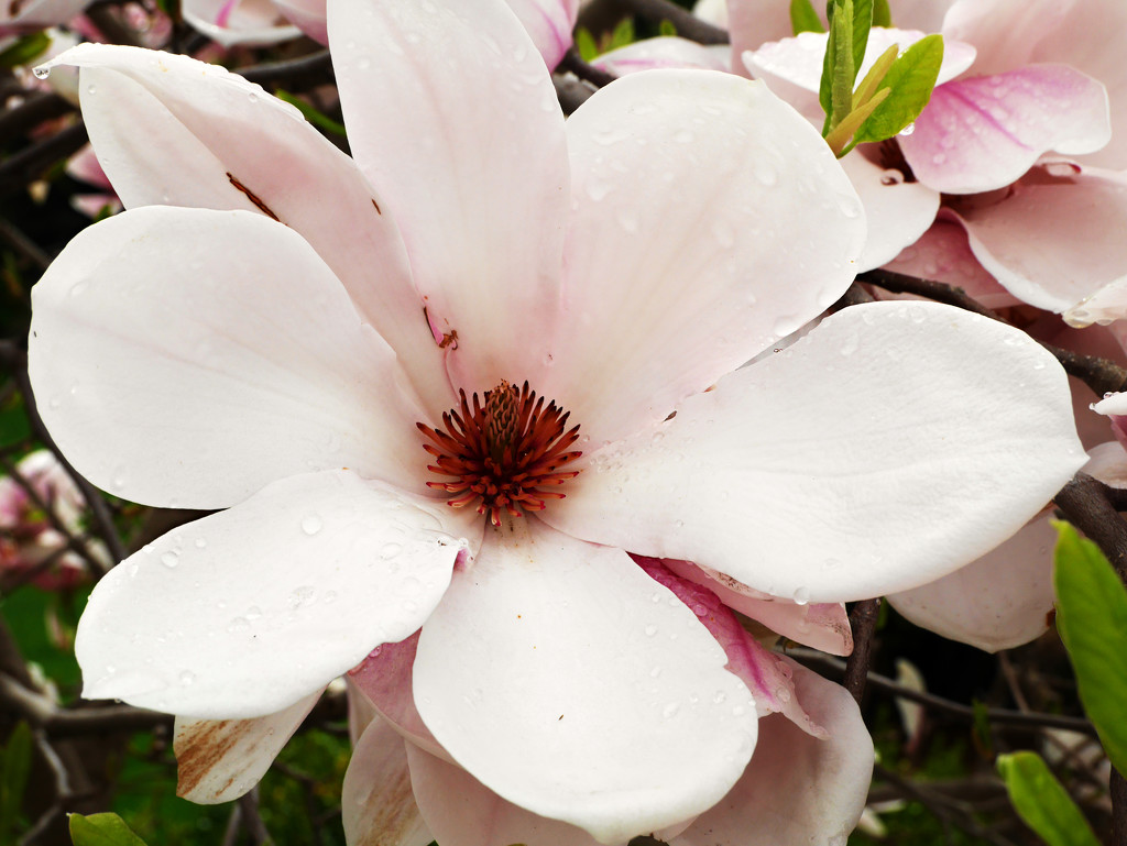 Magnolia blossom  by gq