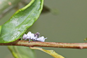 6th May 2017 - Mealybug Ladybird Larvae