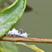 Mealybug Ladybird Larvae by terryliv