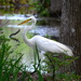 Great white egret by congaree
