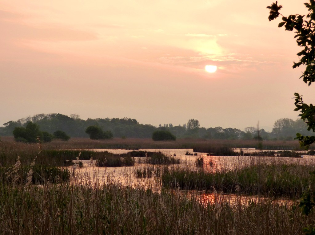 Another dawn over the reedbeds by julienne1