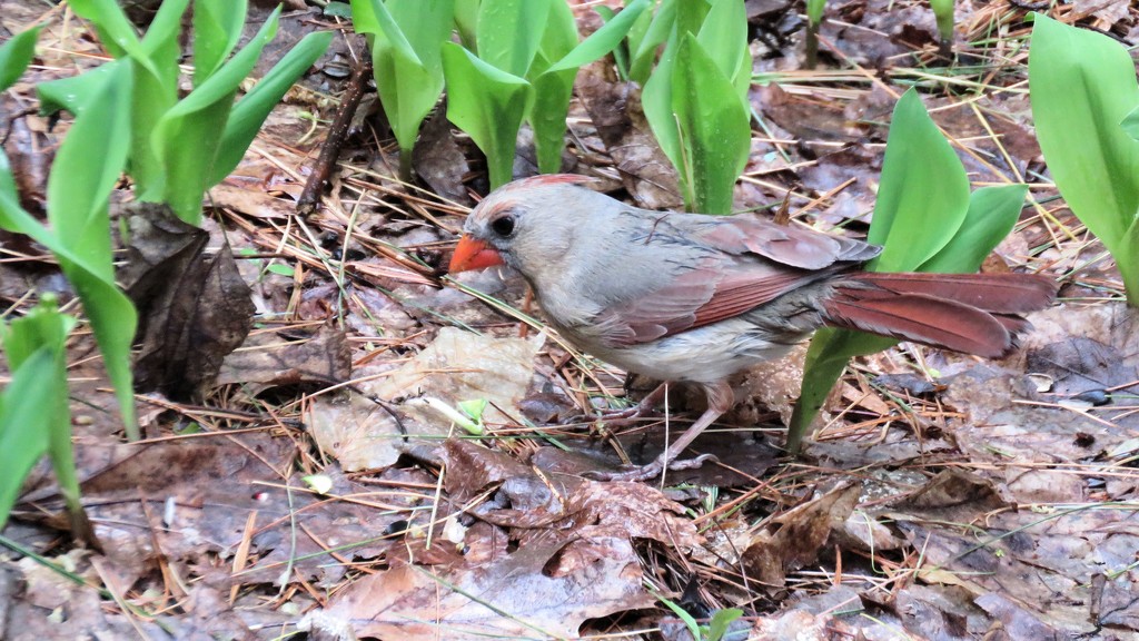 Mrs Cardinal. by maggie2