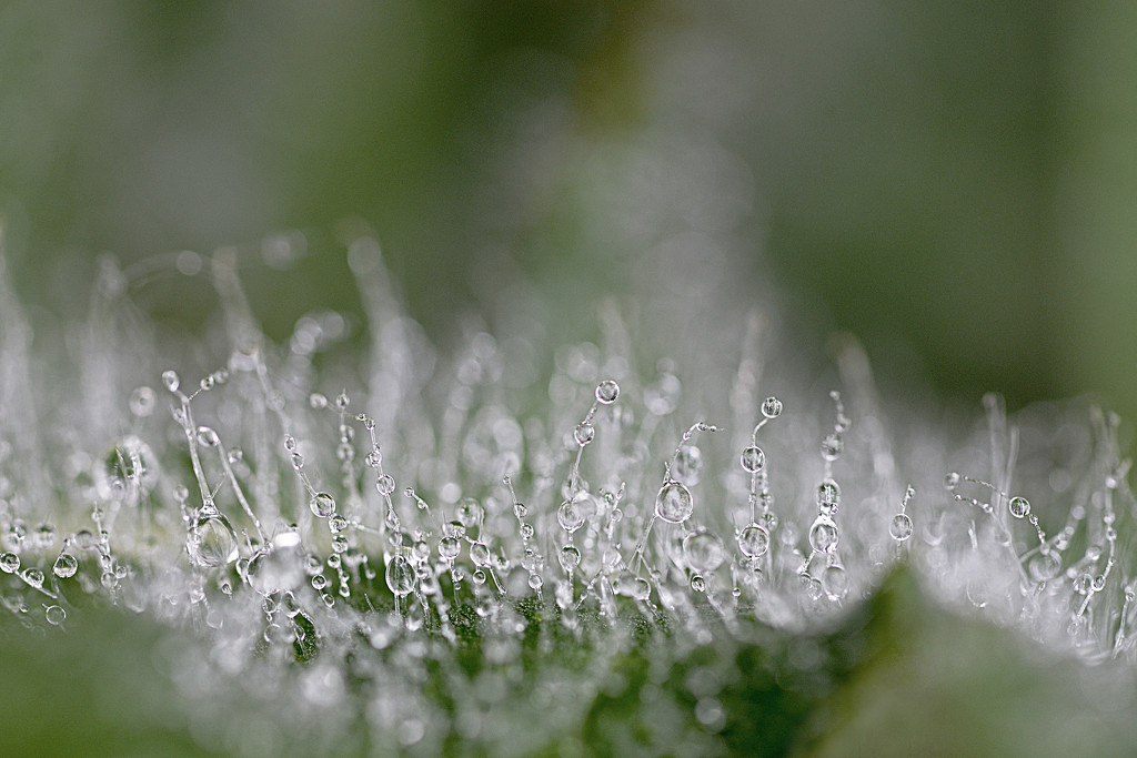 Droplets on a thistle! by fayefaye
