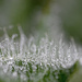 Droplets on a thistle! by fayefaye