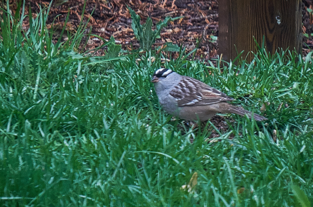 White Crowned Sparrow by gardencat