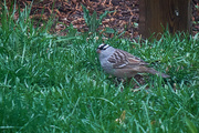6th May 2017 - White Crowned Sparrow