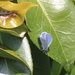  Blue butterfly  by jmdspeedy
