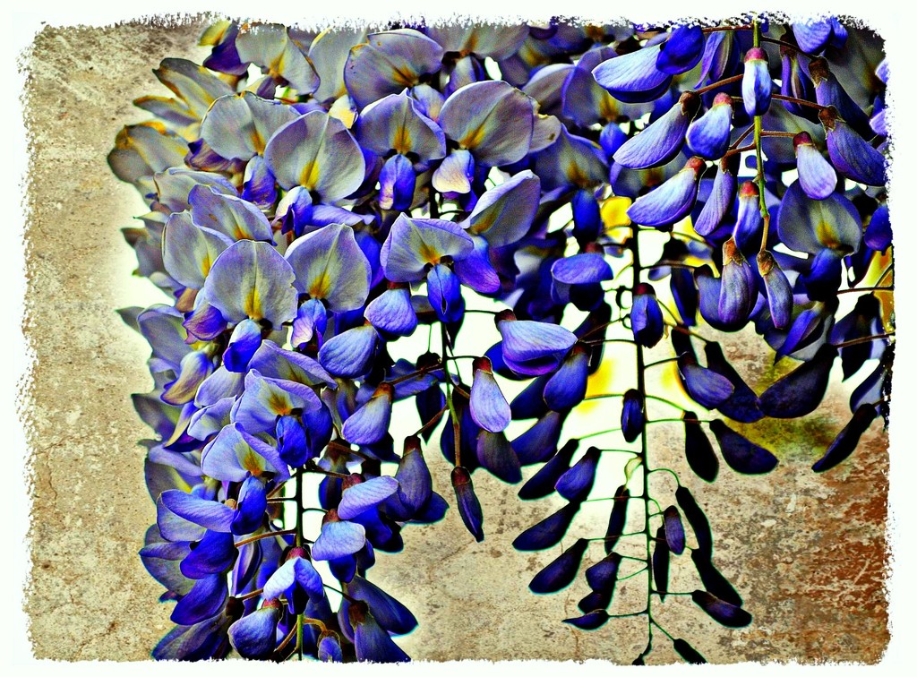 Wisteria by peggysirk
