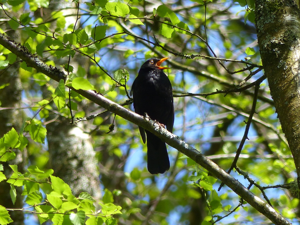 Blackbird singing in the.......... by susiemc
