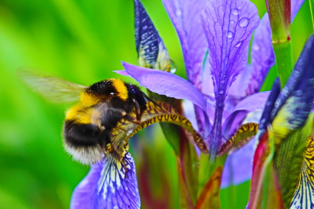 Eden Bee by phil_sandford