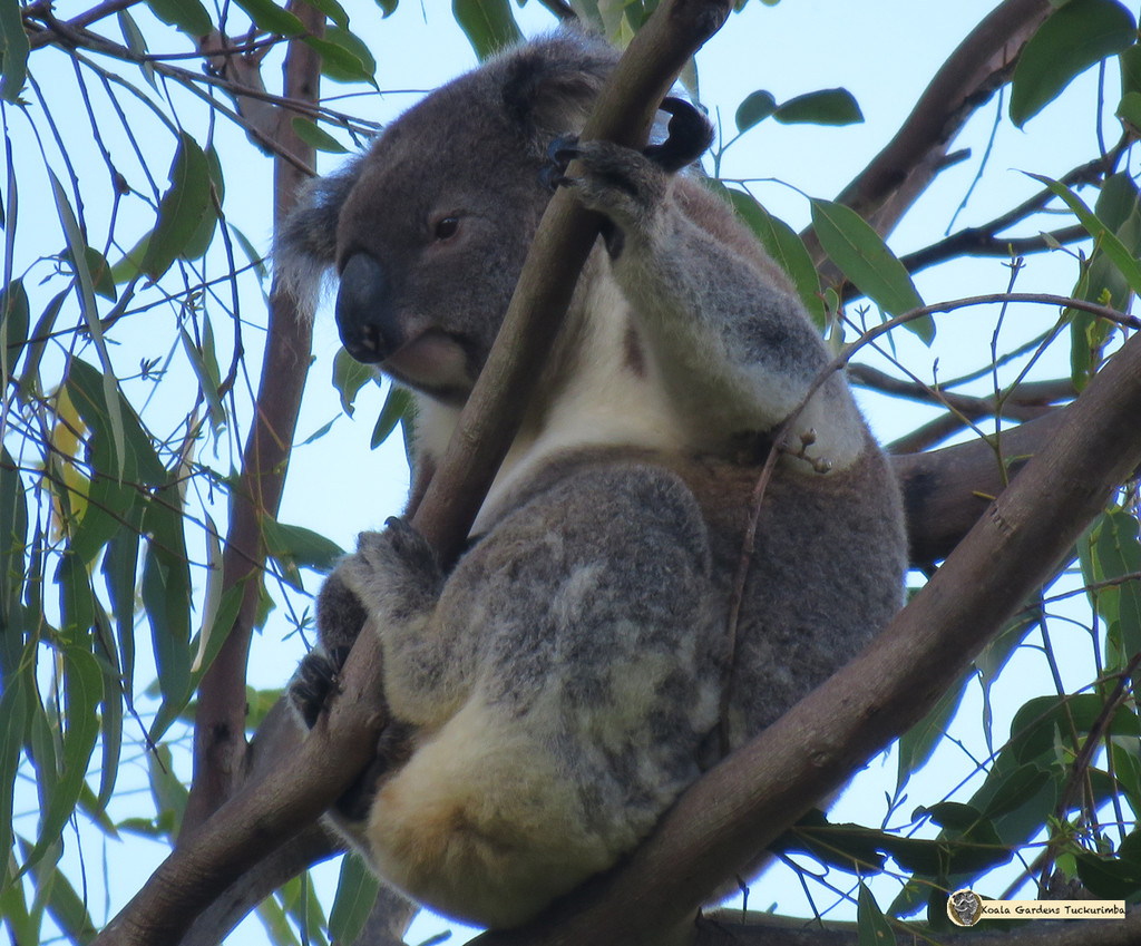 air guitar by koalagardens
