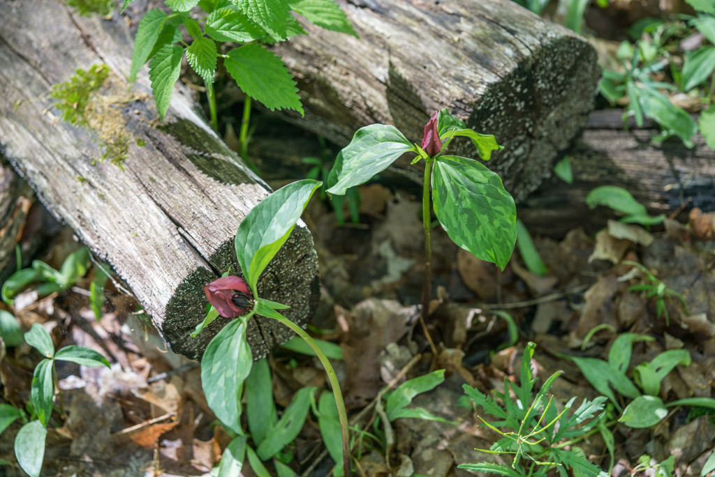 Trilliums and Logs P365 by rminer