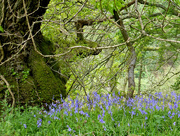 6th May 2017 - Bluebell woods.....
