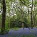 Bluebells by roachling