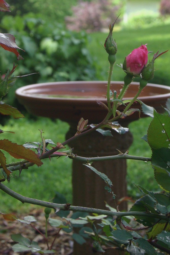 Rose bud by tunia