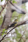 24th Apr 2017 - Young Male American Goldfinch
