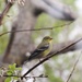 Young Male American Goldfinch by bjchipman