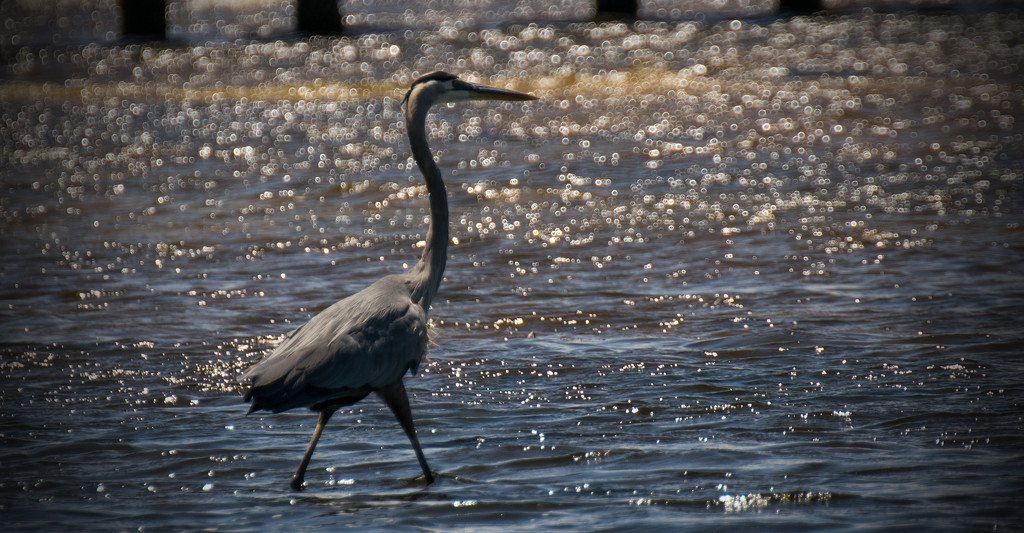 Blue Heron and Sparkle! by rickster549