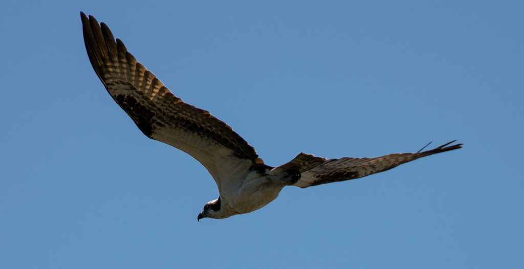 Osprey Hovering in the Wind! by rickster549