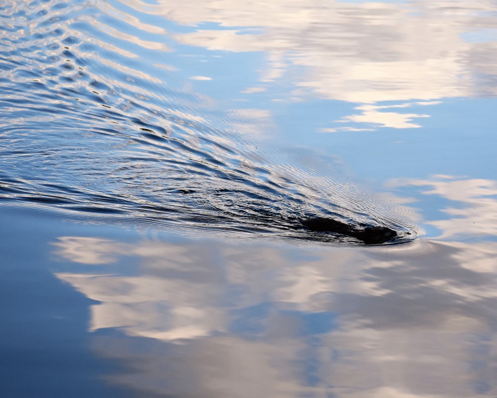 Muskrat on the move by caitnessa