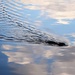 Muskrat on the move by caitnessa