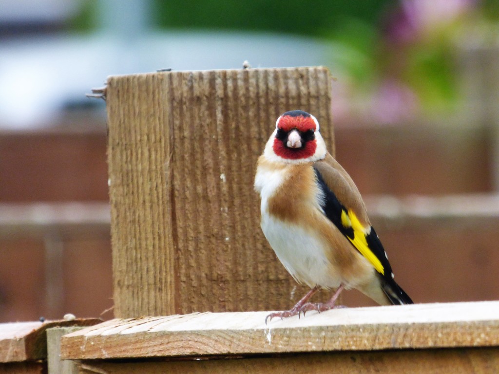 Goldfinch  by beryl
