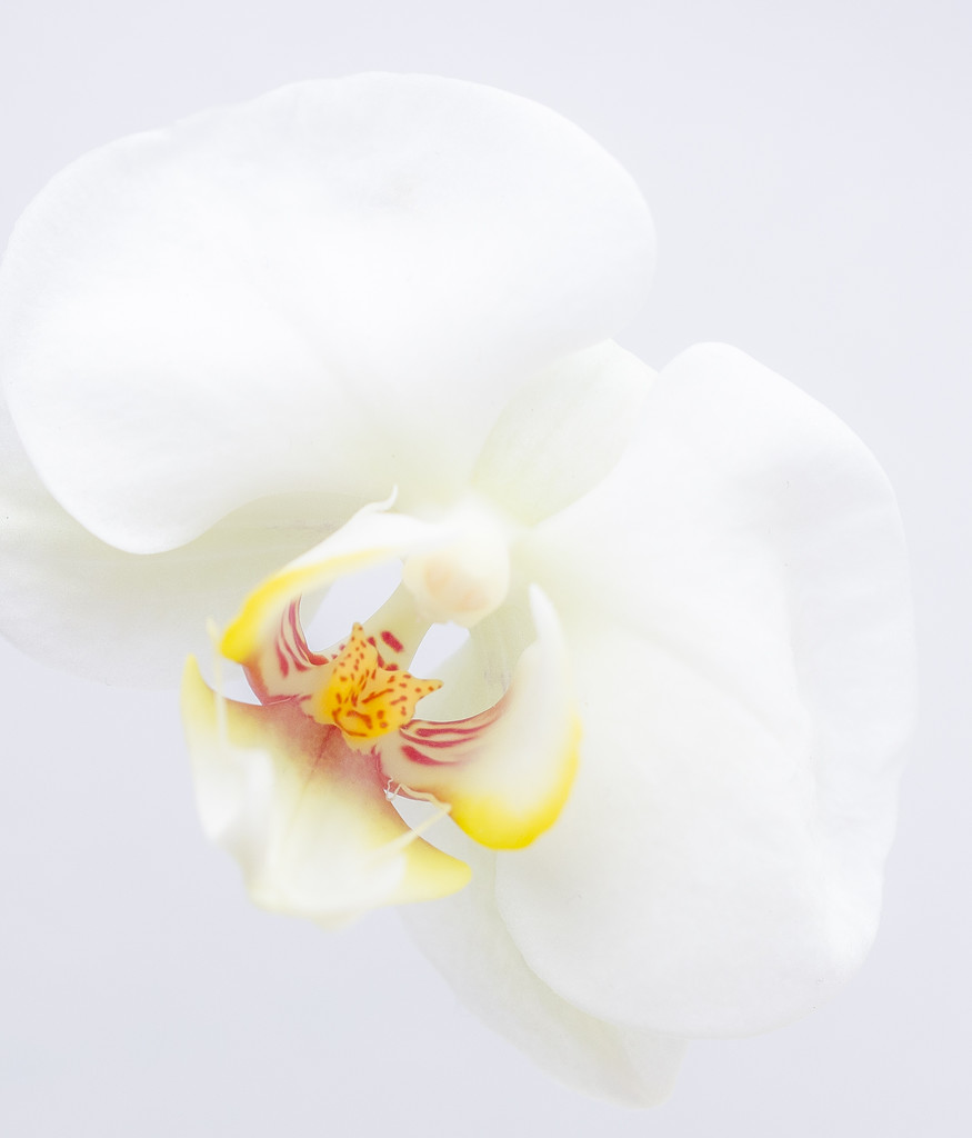 Orchid by tonygig