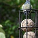 blue tit on the feeder by quietpurplehaze
