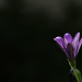 Spotlight on Purple by evalieutionspics
