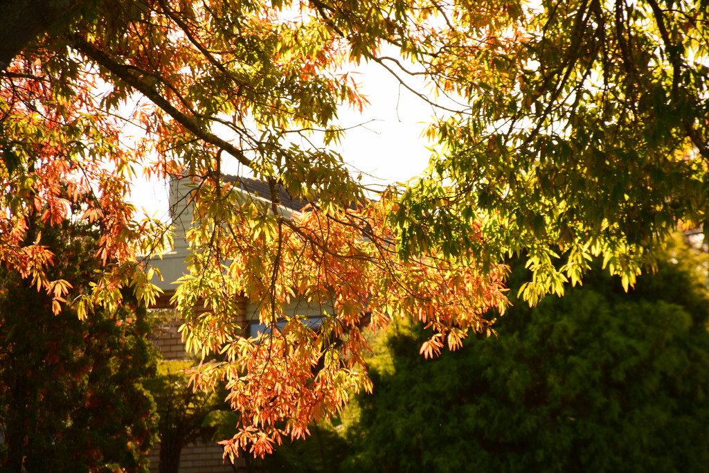Autumn Light by nickspicsnz