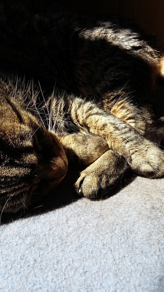Tabby sunbathing by castlelass