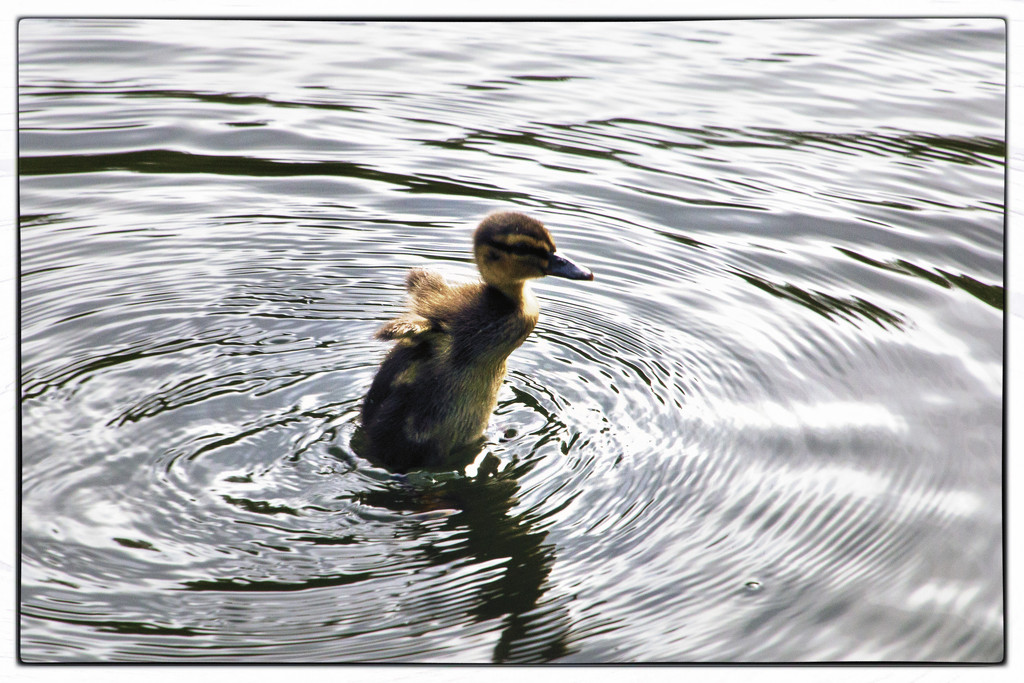 Five Little Ducks...... by megpicatilly